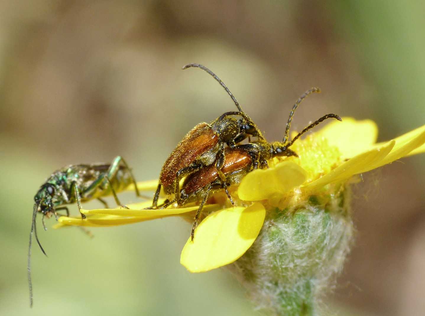 Pseudovadonia livida livida (Cerambycidae) in accoppiamento.